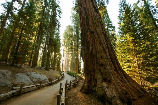 Západ slunce v národním parku Sequoia v Kalifornii, Usa — Stock fotografie