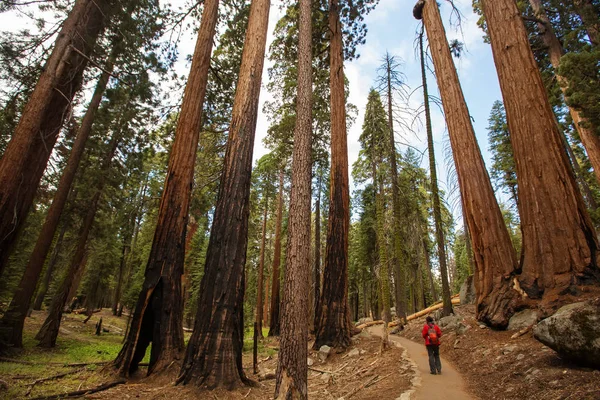 Ο άνθρωπος στο εθνικό πάρκο Sequoia, Καλιφόρνια, ΗΠΑ — Φωτογραφία Αρχείου