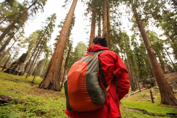 Man in Sequoia taman nasional di California, Amerika Serikat — Stok Foto