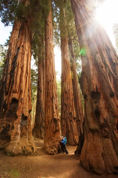 Moeder met kind bezoek Sequoia national park in Californië, ons — Stockfoto