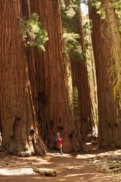 Vater mit Kleinkind besucht Mammutbaum-Nationalpark in Kalifornien — Stockfoto