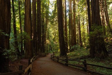 Ulusal Anıt San Francisco Kaliforniya, U yakınındaki Muir woods