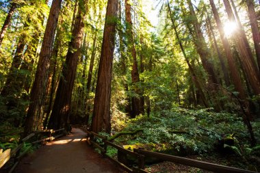 Ulusal Anıt San Francisco Kaliforniya, U yakınındaki Muir woods