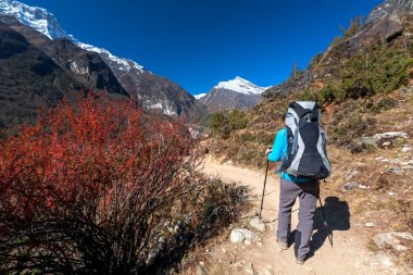 Everest saha kampı bir yolda Renjo La geçidi yaklaşan trekker