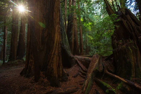 Monumento Nacional Muir woods cerca de San Francisco en California, U — Foto de Stock