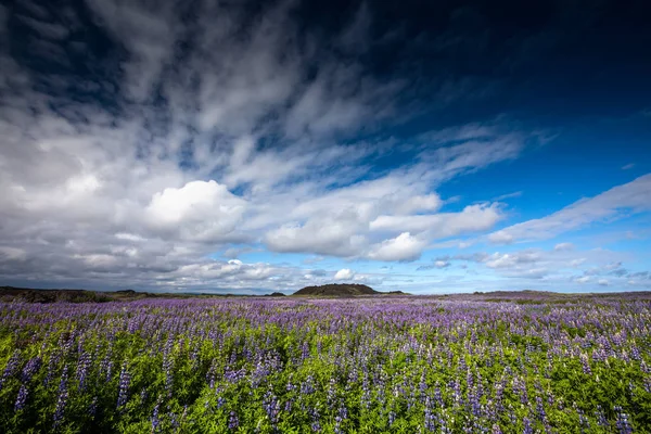 stock image View at Icelandic plains during summertime