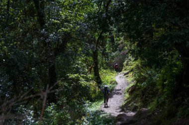 Manaslu devre üzerinde ormandaki Trekker trek Himalayalar'da