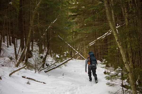 Man is backpacken in winter forest — Stockfoto