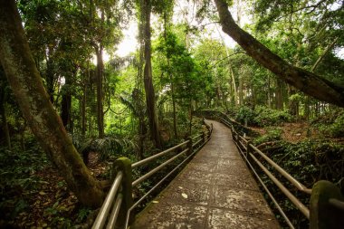 Ubud Bali, Endonezya para Orman yolundaki