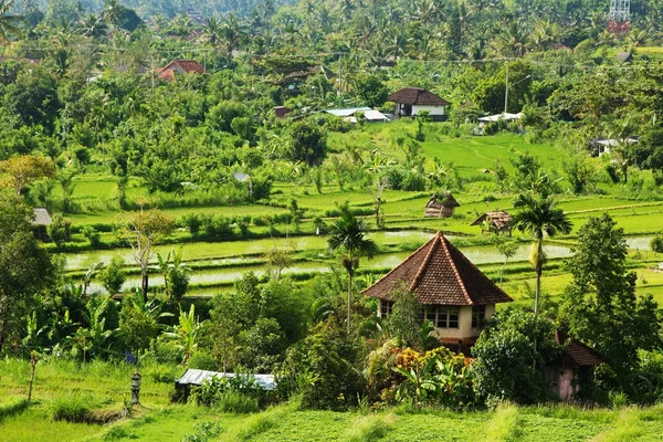 Рисові тераси на острові Балі, Індонезія — стокове фото
