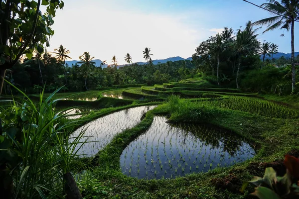 Rice terraces at sunrise on Bali island, Indonesia — Stock Photo, Image