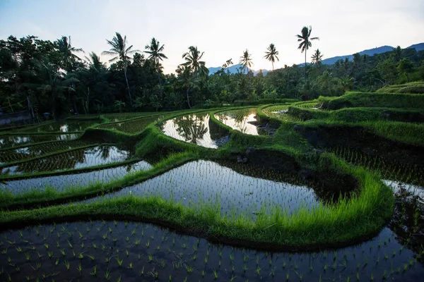 Terrasses de riz au lever du soleil sur l'île de Bali, Indonésie — Photo