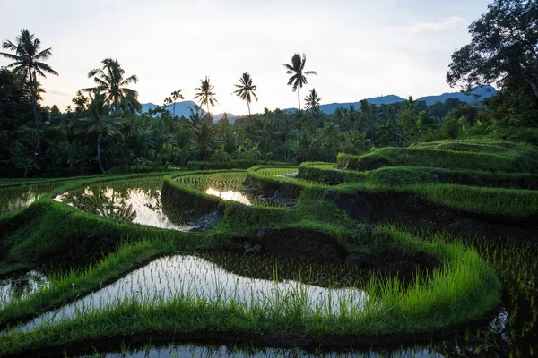 Rice terraces at sunrise on Bali island, Indonesia — Stock Photo, Image