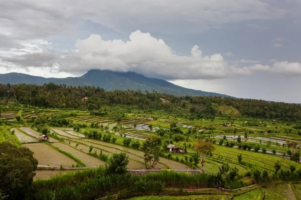 在印度尼西亚巴厘岛上的水稻梯田 — 图库照片