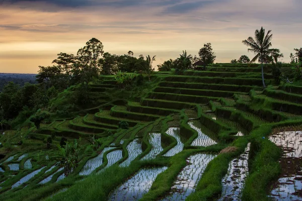 Vue sur les terrasses de riz Jatiluwih au lever du soleil sur l'île de Bali, I — Photo