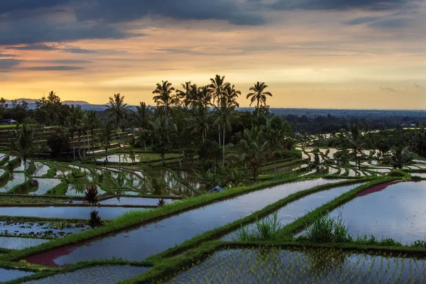 Vue sur les terrasses de riz Jatiluwih au lever du soleil sur l'île de Bali, I — Photo