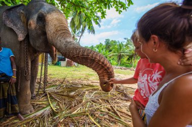 Beyaz turist fil yakınındaki bir fotoğraf Sri Lanka'da olun.