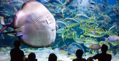 Kuala Lumpur oceanarium deniz hayatta insanlar dikkat