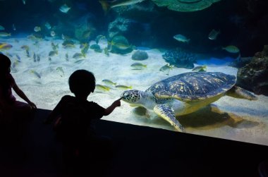 People watch for the sea life in the oceanarium of Kuala Lumpur clipart