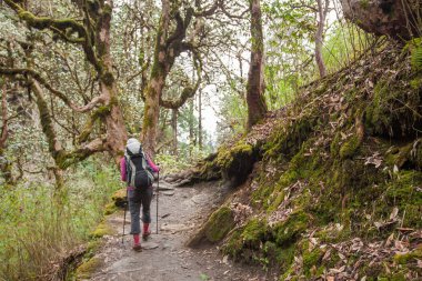 Trekker Annapurna Merkez kamp, Nepal giderken ormandaki
