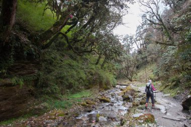 Trekker Annapurna Merkez kamp, Nepal giderken ormandaki