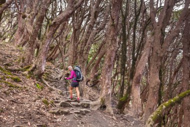 Trekker Annapurna Merkez kamp, Nepal giderken ormandaki