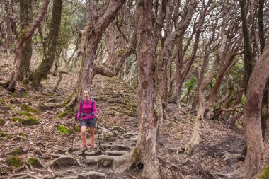 Trekker Annapurna Merkez kamp, Nepal giderken ormandaki
