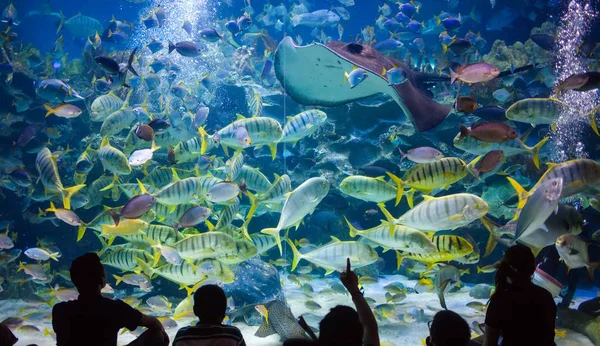 La gente guarda per la vita di mare nell'oceanario di Kuala Lumpur — Foto Stock
