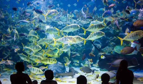 Люди наблюдают за морской жизнью в океанариуме Куала-Лумпура — стоковое фото