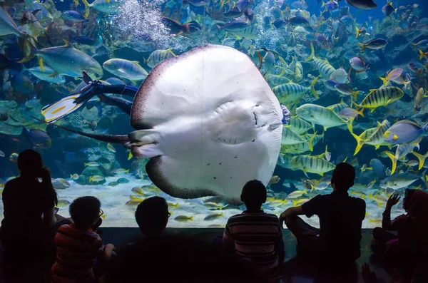 Mensen kijken voor het sea life in het oceanarium van Kuala Lumpur — Stockfoto