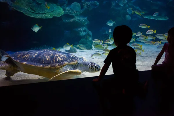 Mensen kijken voor het sea life in het oceanarium van Kuala Lumpur — Stockfoto