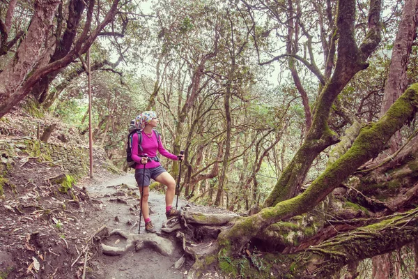 Trekker in the forest on the way to Annapurna base camp, Nepal — Stock Photo, Image