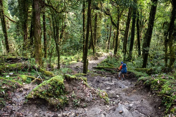 Trekker in the forest on the way to Annapurna base camp, Nepal — Stock Photo, Image