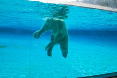 Kutup ayısı Singapur Hayvanat Bahçesi havuzunda yüzüyor
