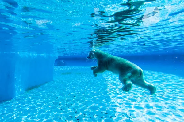 Urso polar nada na piscina do jardim zoológico de Singapura — Fotografia de Stock