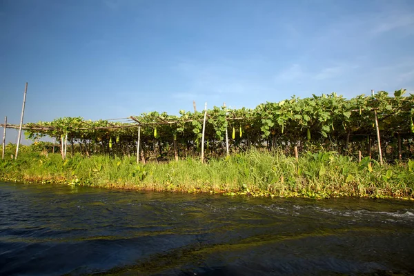 Jardines flotantes en Inle Lake, Myanmar — Foto de Stock