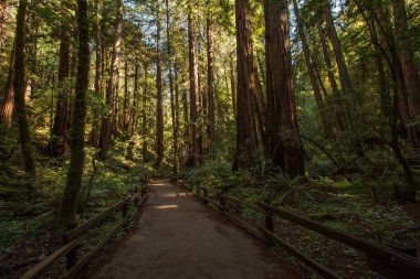 Ulusal Anıt San Francisco Kaliforniya, U yakınındaki Muir woods