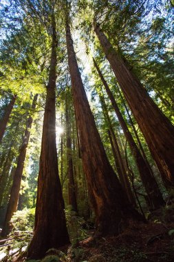 Ulusal Anıt San Francisco Kaliforniya, U yakınındaki Muir woods