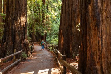 Ulusal Anıt San Francisco Kaliforniya, U yakınındaki Muir woods