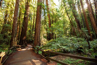 Muir woods Ulusal Anıtı yakınındaki San Francisco Kaliforniya, ABD