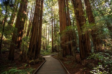 Muir woods Ulusal Anıtı yakınındaki San Francisco Kaliforniya, ABD