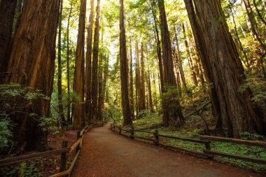 Ulusal Anıt San Francisco Kaliforniya, U yakınındaki Muir woods