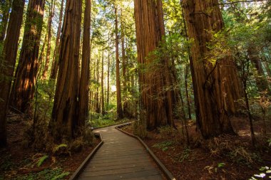 Ulusal Anıt San Francisco Kaliforniya, U yakınındaki Muir woods