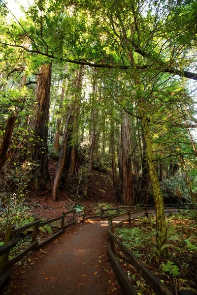 Muir woods εθνικό μνημείο κοντά στο Σαν Φρανσίσκο στην Καλιφόρνια, U — Φωτογραφία Αρχείου