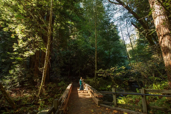 Muir woods monumento nacional perto de San Francisco, na Califórnia, U — Fotografia de Stock