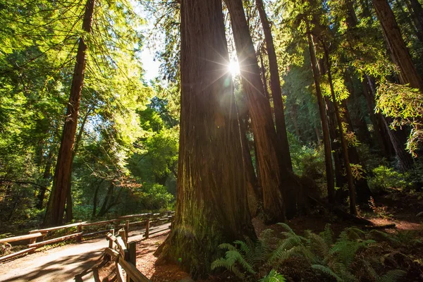 Muir woods národní památka poblíž San Francisca v Kalifornii, U — Stock fotografie