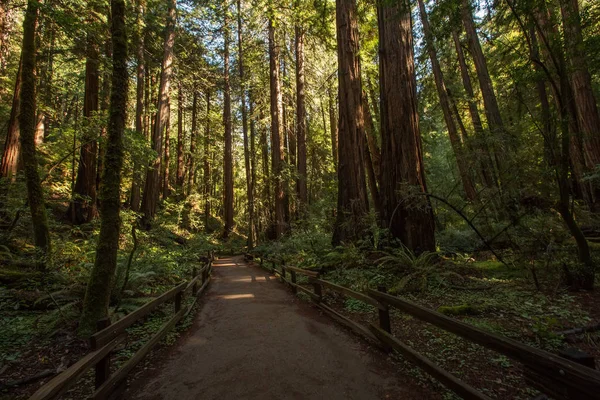 Monumento Nacional Muir woods cerca de San Francisco en California, U — Foto de Stock