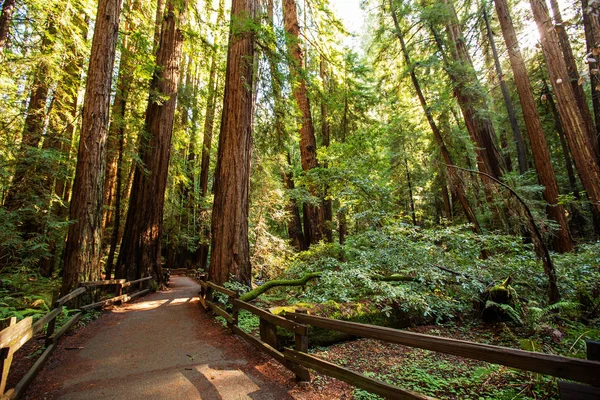 Muir Woods Εθνικό Μνημείο Κοντά Στο Σαν Φρανσίσκο Καλιφόρνια Ηπα — Φωτογραφία Αρχείου