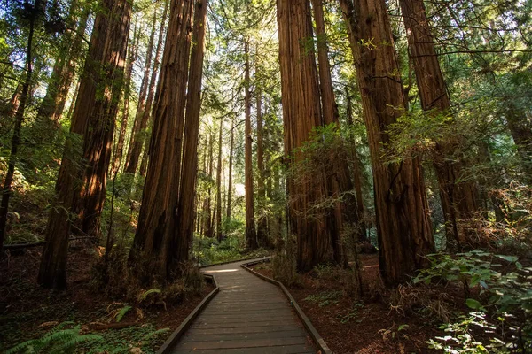 Muir woods Ulusal Anıtı yakınındaki San Francisco Kaliforniya, ABD