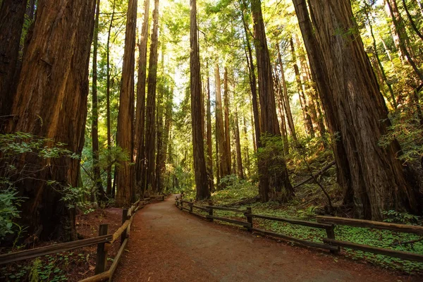 Muir woods National Monument near San Francisco in California, U — Stock Photo, Image